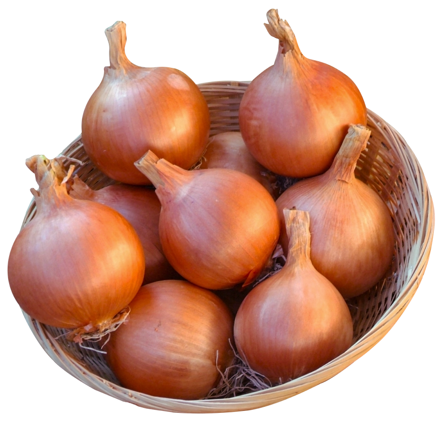 Dorata di Voghera nel cesto